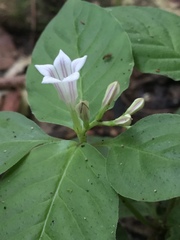 Spigelia humboldtiana
