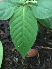 Spigelia humboldtiana