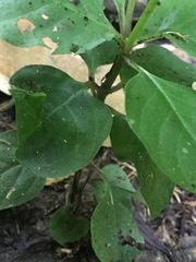 Spigelia humboldtiana