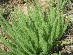 Palimbia defoliata
