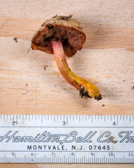 Chalciporus rubinellus