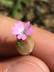 Petrorhagia nanteuilii
