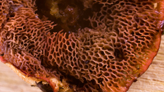 Chalciporus rubinellus