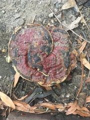 Ganoderma sessile