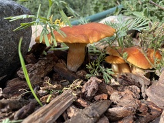 Gymnopilus