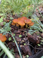 Gymnopilus