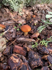Gymnopilus