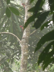 Campephilus rubricollis