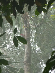 Campephilus rubricollis