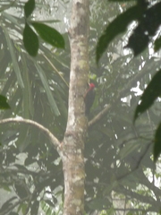 Campephilus rubricollis