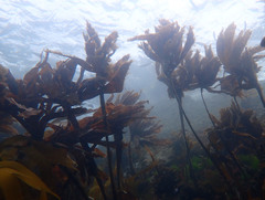 Laminaria hyperborea