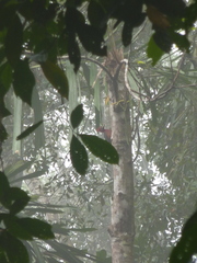 Campephilus rubricollis