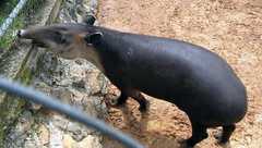 Tapirus