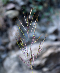 Bothriochloa bladhii