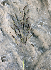 Bothriochloa bladhii