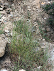 Bothriochloa bladhii