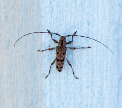 Colobothea rubroornata