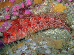 Parablennius ruber
