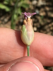 Petrorhagia nanteuilii