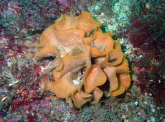 Pentapora foliacea