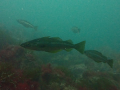 Pollachius pollachius
