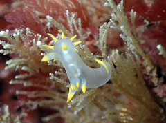 Polycera kernowensis