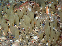 Polymastia penicillus