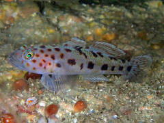 Thorogobius ephippiatus