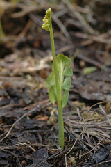 Botrychium neolunaria