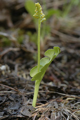 Botrychium neolunaria