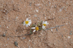 Eriophyllum lanosum