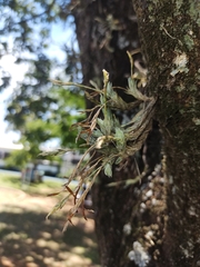 Tillandsia tricholepis