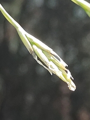 Tillandsia tricholepis