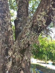 Tillandsia tricholepis