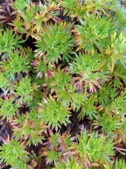 Saxifraga fragosoi