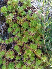 Saxifraga fragosoi