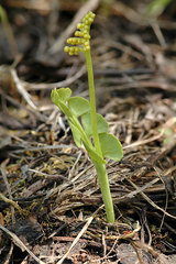Botrychium neolunaria
