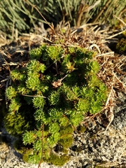 Saxifraga fragosoi