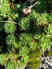 Saxifraga fragosoi