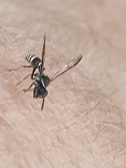 Polybia occidentalis