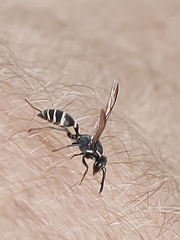 Polybia occidentalis