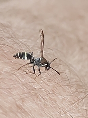 Polybia occidentalis