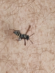 Polybia occidentalis