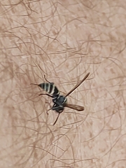 Polybia occidentalis