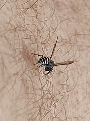 Polybia occidentalis