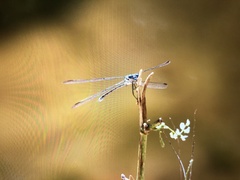 Lestes alacer