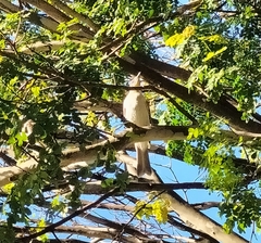 Philemon citreogularis