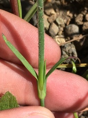 Petrorhagia nanteuilii