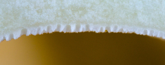 Albatrellaceae