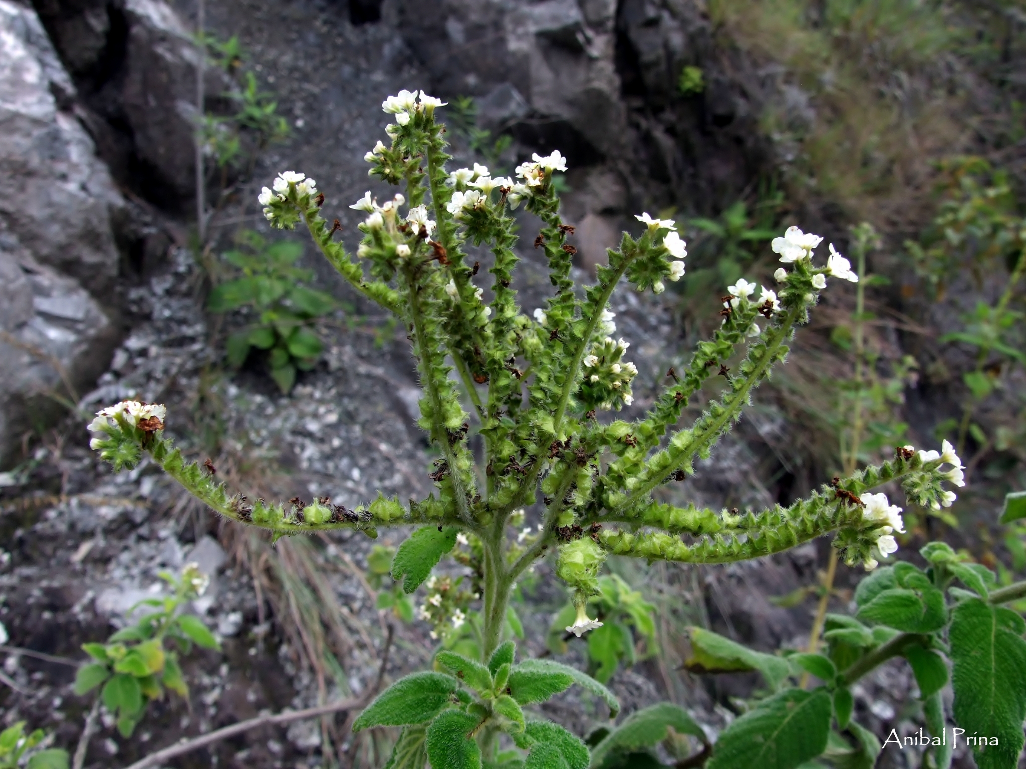 Heliotropium rufipilum image